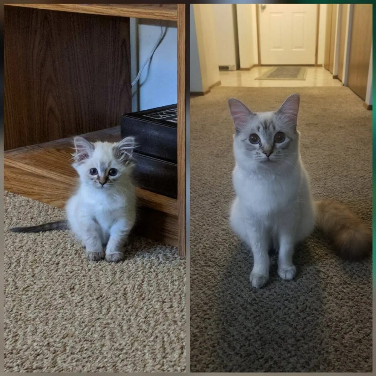 Подросший котенок. Котенок вырос. котята до и после взросления. котенок вырос в кота. кошки которые не растут.