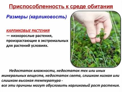 Постановление среда обитания