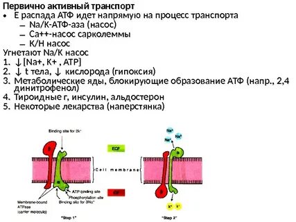 Транспорт атф