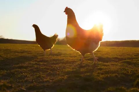 Country birds