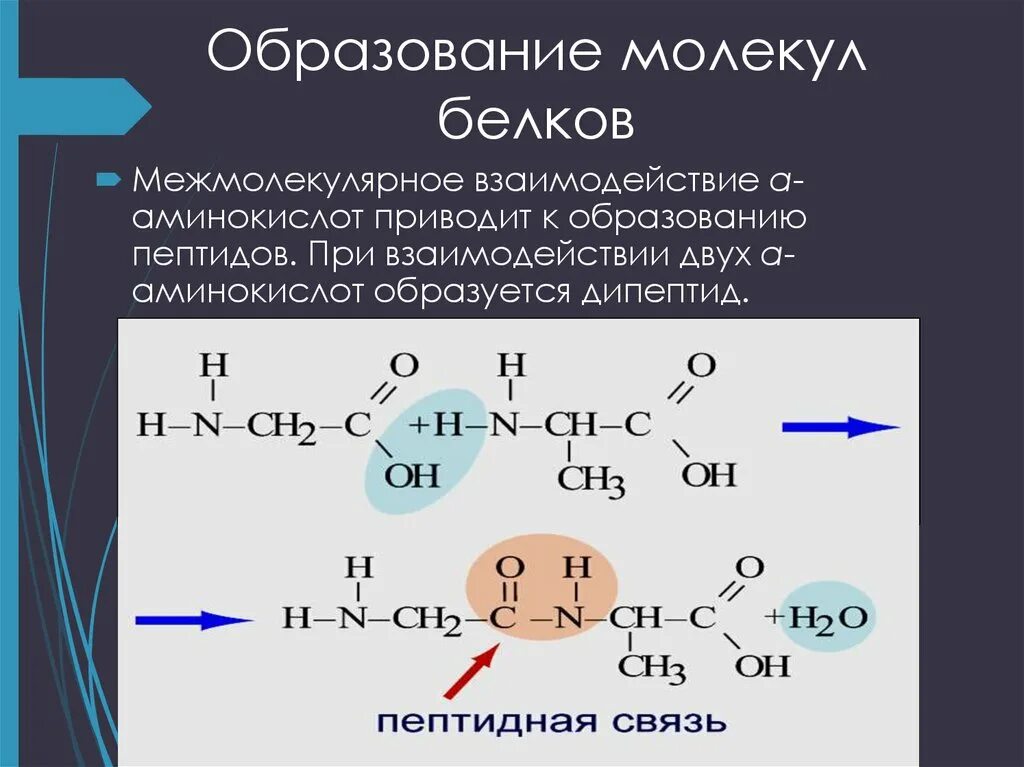 Образование белков. Образование белковых молекул. Образование молекулы белка. Цвиттер ионы. Цвиттер ионы белков.