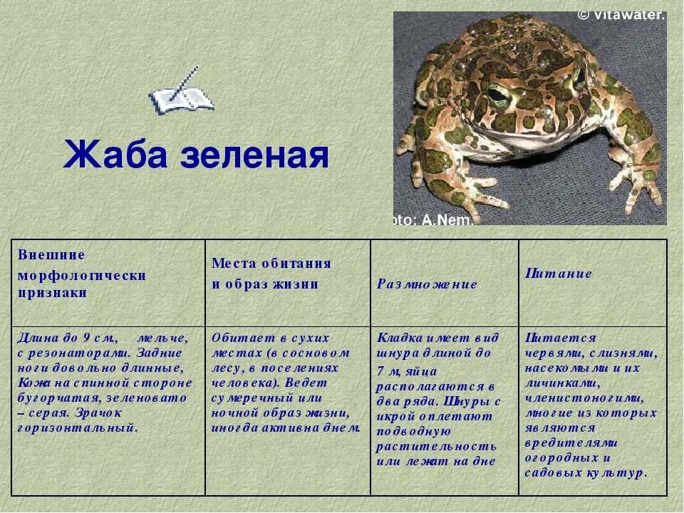 Признаки серой жабы