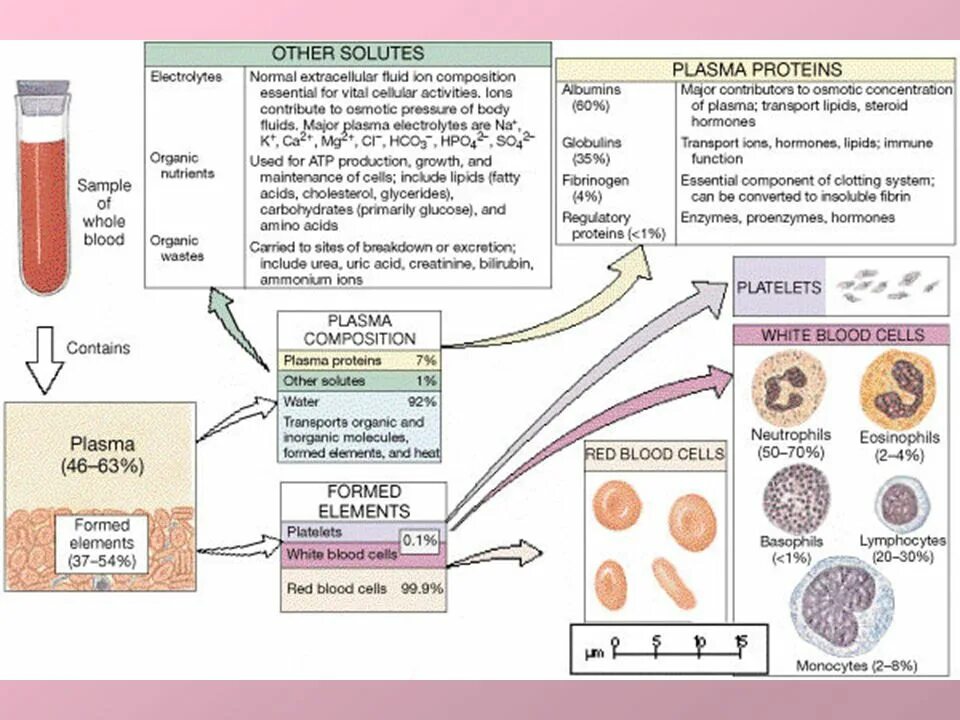 Blood Plasma Proteins. Formed elements of the Blood таблица. Plasma Blood Enzyme. Клетки крови на английском. Т4 сыворотка крови