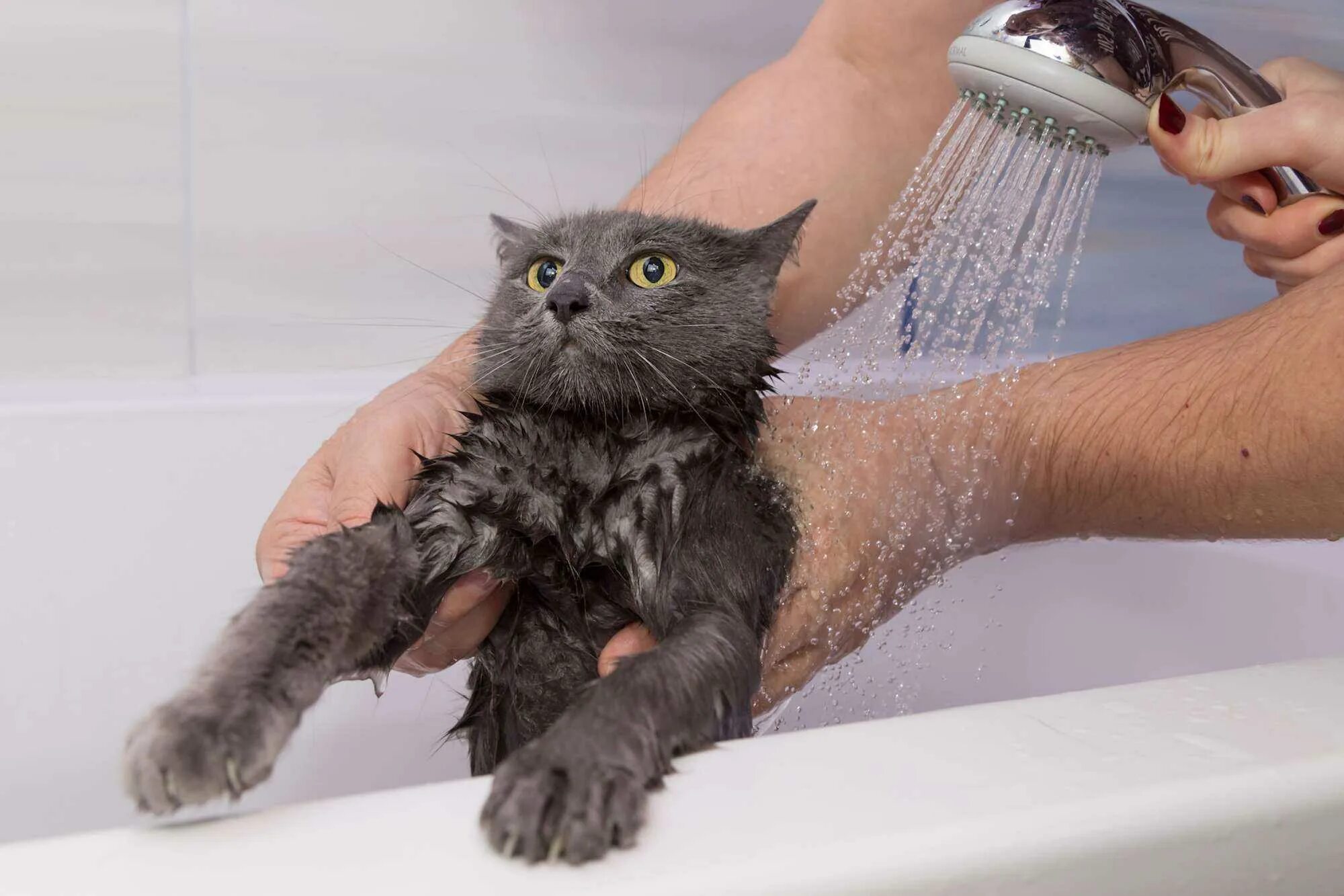 Сколько нельзя купать. Кошка моется. Котенок купается. Помывка кота. Мокрая кошка.