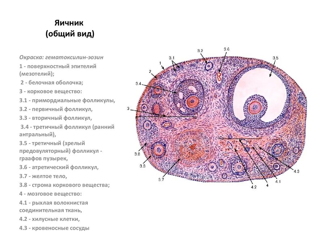 Строение фолликула яичника гистология. Строение яичника гистология. Строение яичника гистология рисунок. Структуры яичника гистология. Три фолликула