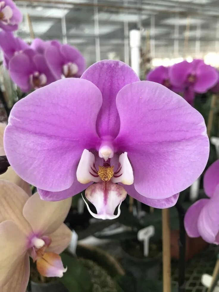 Free Images : flower, petal, color, botany, flora, phalaenopsis, macro photograp