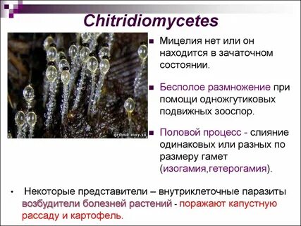 Является подвижной спорой зооспорой