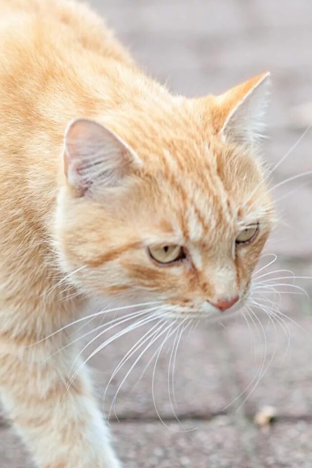европейская гладкошерстная кошка рыжая. светло рыжая кошка. светло рыжий кот. кот сибирской породы персиковый. рыжий кот с голубыми глазами.