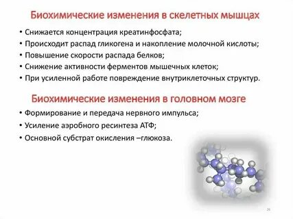 Образование в мышцах молочной