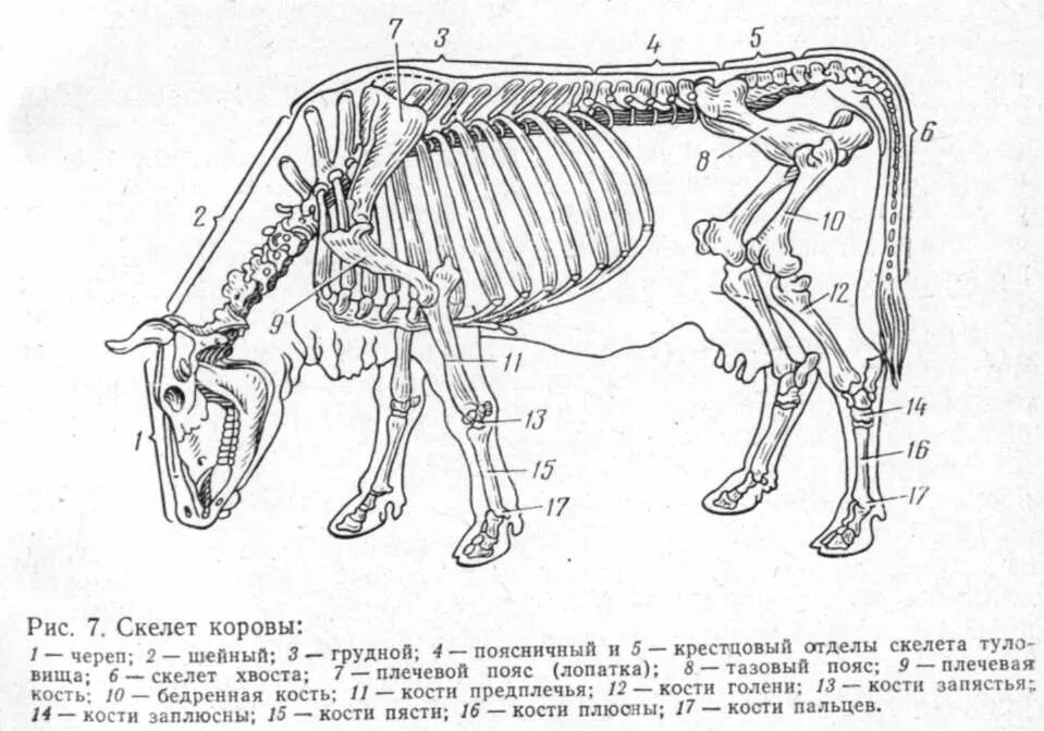 Если у животного имеется отдел скелета. Анатомия КРС скелет коровы. Строение скелета крупного рогатого скота. Строение теленка скелет. Периферический скелет КРС.