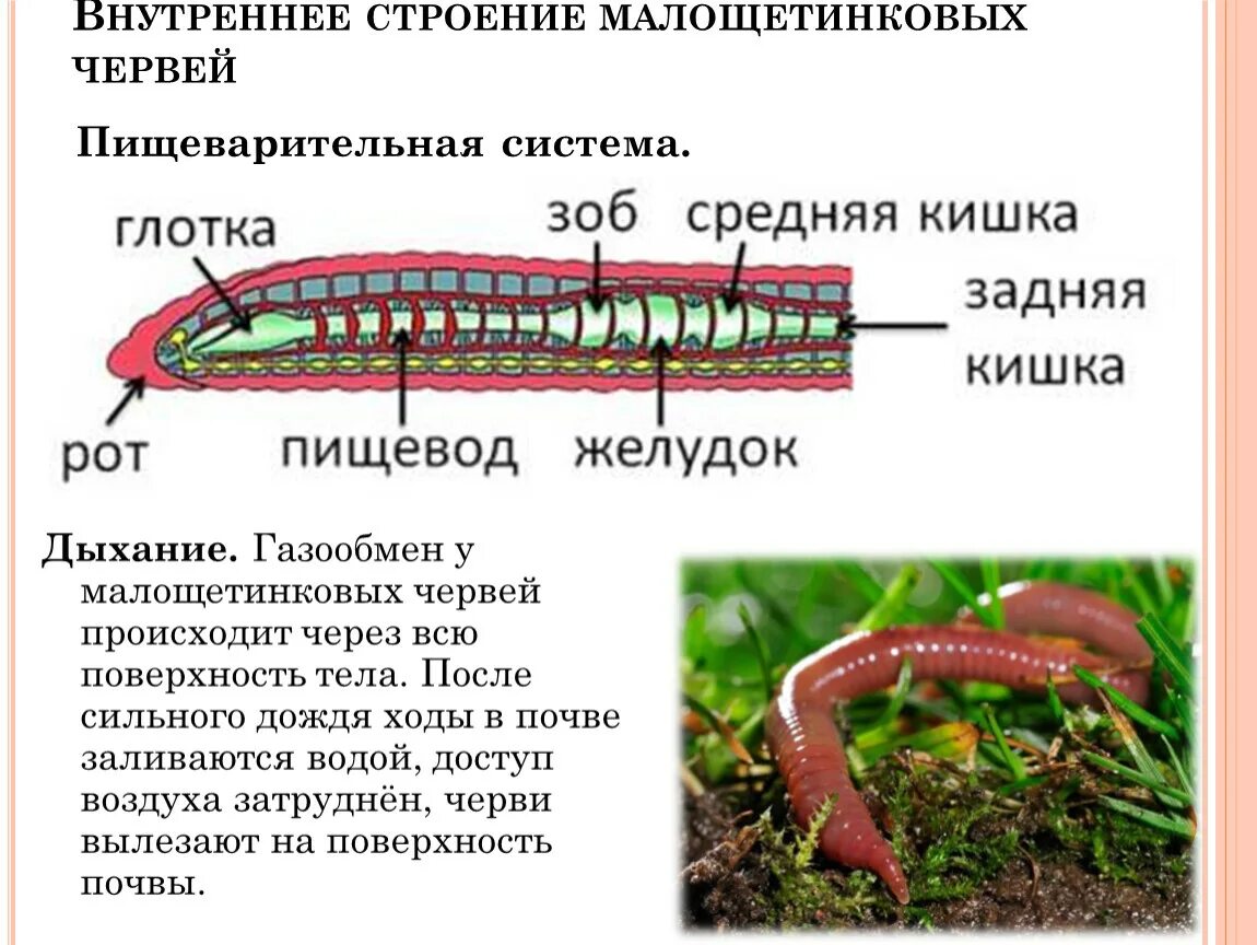 Слепо замкнутую пищеварительную систему имеют. Малощетинковые дождевой червь. Пищеварительная система малощетинковых кольчатых червей. Малощетинковые черви внешнее. Параподии у малощетинковых червей.