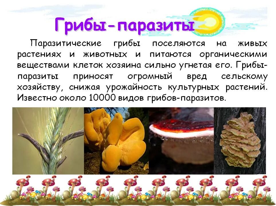 Грибы паразиты поражаемые растения наносимый вред. Животные приносящие вред. Животные вредители сельскохозяйственных культур. Написать характеристику паразитов грибам. Вредные и полезные живые организмы.