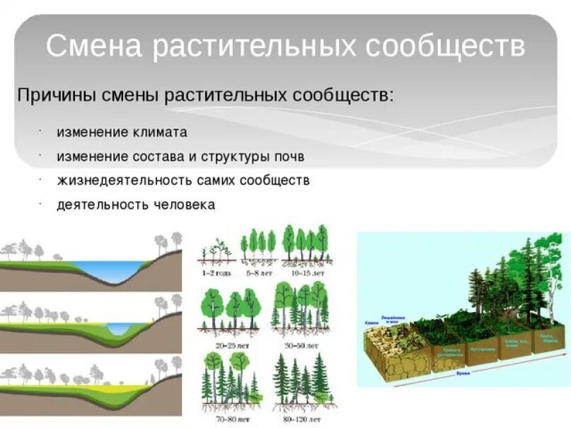 Краткий пересказ растительные сообщества. Растительные сообщества схема. Смена растительных сообществ. Причины смены природных сообществ. Растительные сообщества формирование.