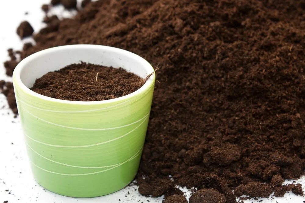 Фикус бенджамина пересадка. Рыхлить землю в горшке. Белый налет в горшке. Рыхлить землю в горшке. Черенкование спатифиллума.