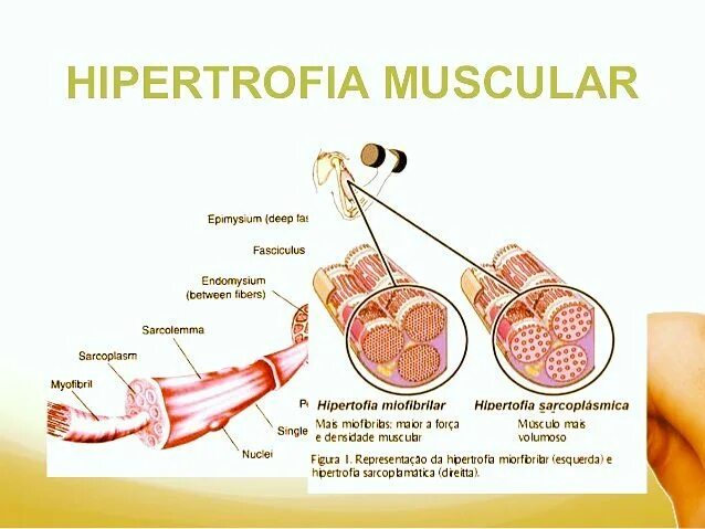Como conseguir hipertrofia muscular