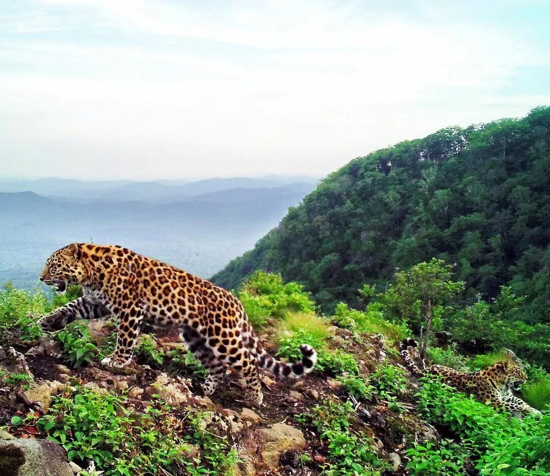 Кедровая падь амурский барс. Сайт земля леопарда. Лазовский заповедник дальневосточный леопард. Парк земля леопарда в приморском крае. Хасанский район земля леопарда.