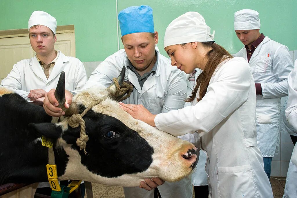 Ветеринарный институт в Витебске. Ветеринария студенты. Образование ветеринара. Ветеринарный Факультет. Дело ветеринаров