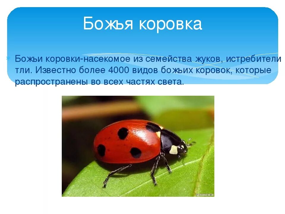 Какой тип питания у божьей коровки. Божья коровка насекомое. сведения о божьей коровке для детей. божья коровка информация для детей. божья коровка 3 класс.