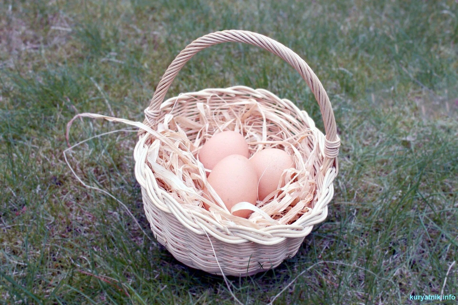 Корзинка с яйцами. Яйца в лукошке. Яйца куриные в корзинке. Пасхальная корзинка с соломой.
