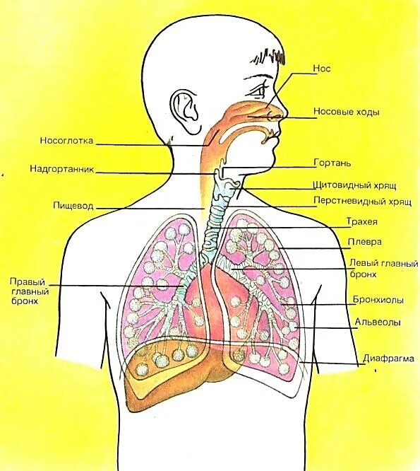 Младший школьный Возраст дыхательная система. Афо дыхательной системы. Дыхательная система схема для детей. Органы дыхательной системы для детей.