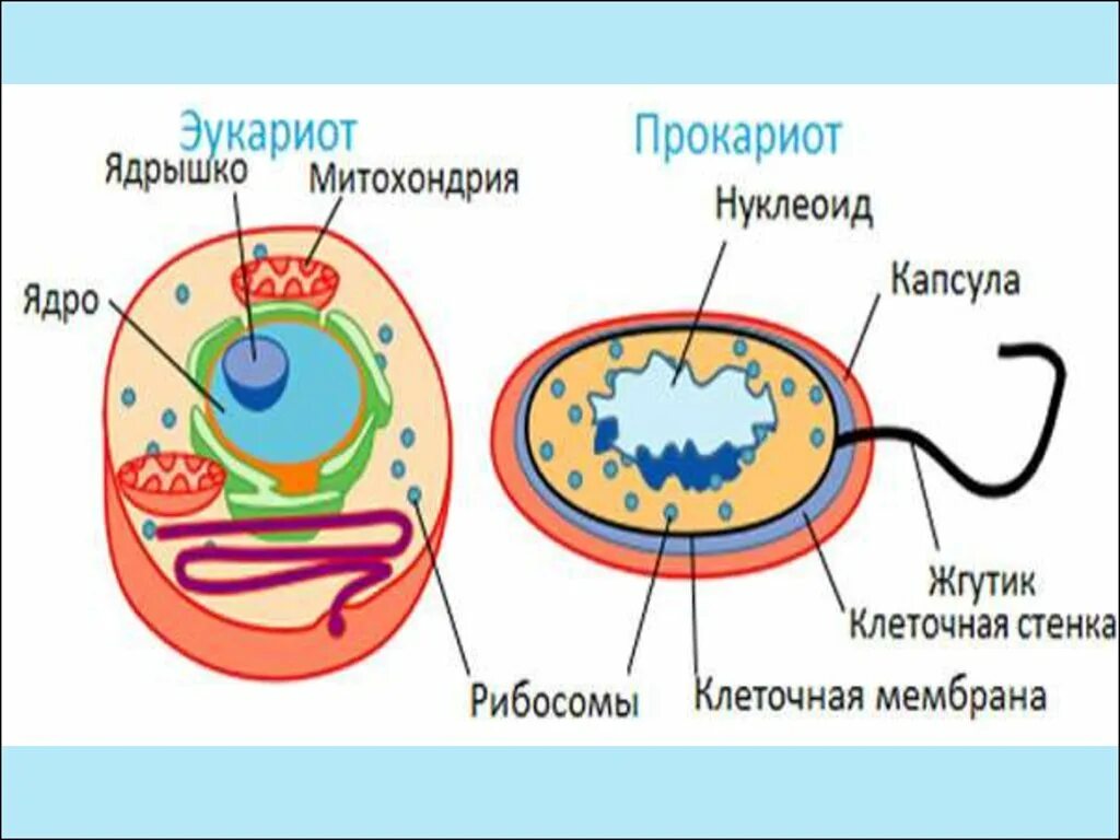 Строение прокариот и эукариот рисунок. Прокариотическая и эукариотическая клетка рисунок. Строение прокариотической и эукариотической клеток. Сравнение прокариотической и эукариотической клетки рисунок. Клетки прокариот имеют ядро