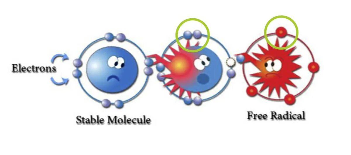 Свободные радикалы. Свободные радикалы и антиоксиданты. Свободные радикалы и антиоксиданты в организме. Свободные радикалы картинки. Кожей радикал