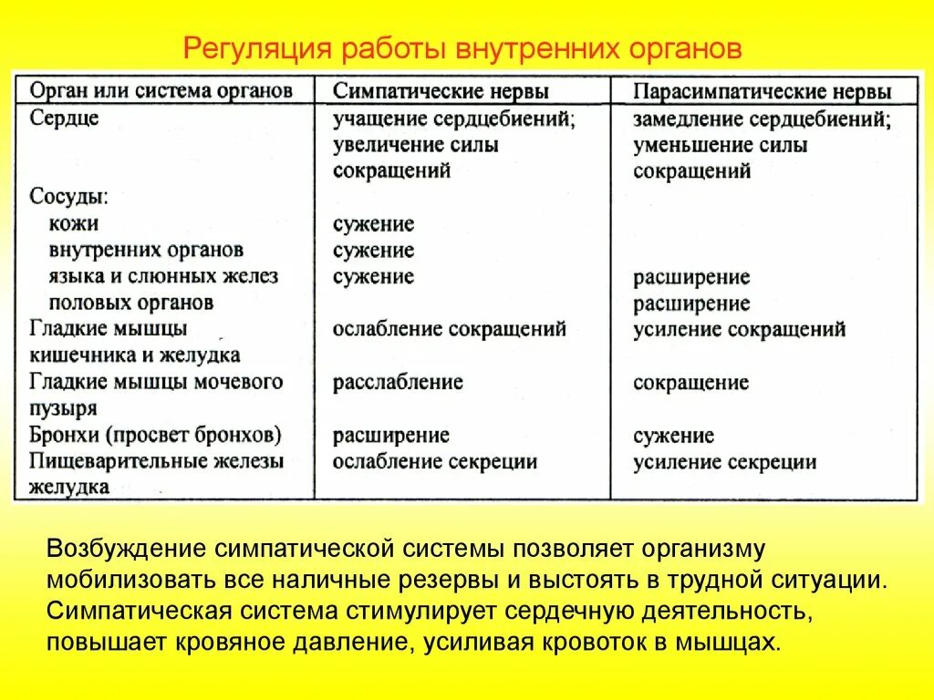 Симпатические нервы оказывают влияние. Таблица органы возбуждение симпатической нервной системы. Регуляция работы внутренних органов. При возбуждении симпатической нервной системы:. Возбуждение парасимпатической нервной системы вызывает.