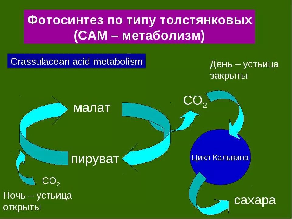 Путь фотосинтеза в воде. Фотосинтез толстянковых. Фотосинтез по типу толстянковых. Типы фотосинтеза с3 с4 сам. Кислотный метаболизм толстянковых.