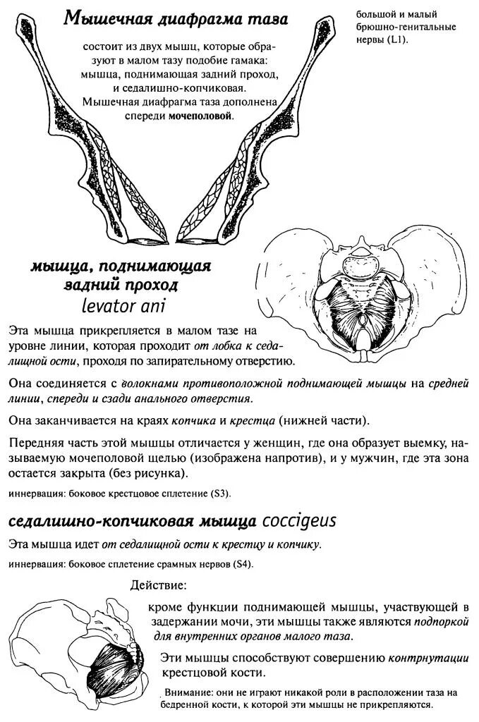 Фасции мочеполовой диафрагмы. Диафрагма малого таза анатомия. Схема тазовой диафрагмы. Тазовая диафрагма образована. Анатомия человека- тазовое дно.