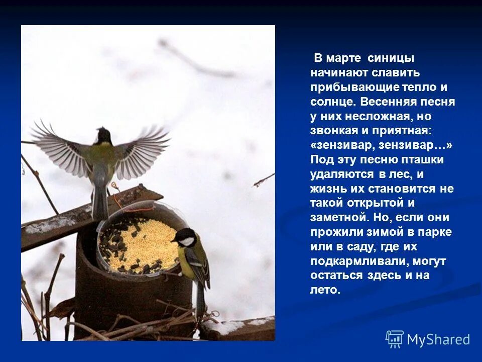 В теплых краях живет. Поведение птиц весной. Наблюдение за птицами весной рассказ. Наблюдение за птицами весной 2 класс. Как изменилось поведение птиц весной.