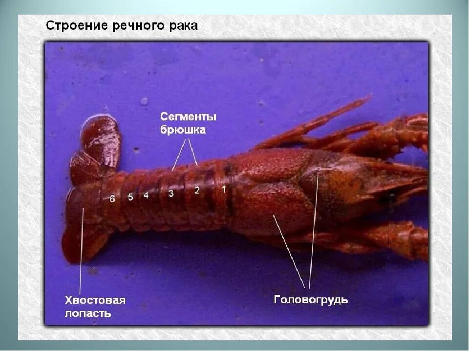 Речной рак головогрудь брюшко. На конце брюшка лопасти. Хвостовая лопасть ракообразных. Сегментированное брюшко. Сегменты брюшка у ракообразных.