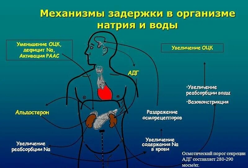 Вода не задерживается в организме. Вода задерживается в организме. Задержка воды в организме. Гормоны задерживающие воду в организме. Накопление жидкости в организме.