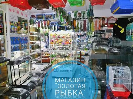 Золотая рыбка оренбург