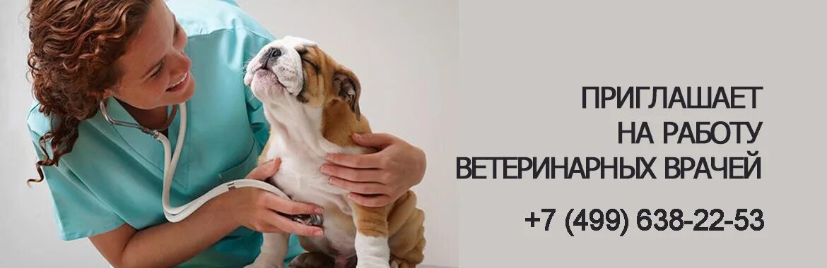 Вызов ветеринара на дом круглосуточно Москва. Виды ветеринарных услуг. Ветврач на дом круглосуточно Москва. Круглосуточный вызов ветеринара.