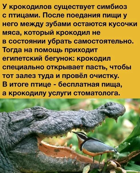 Симбиоз между кроликом и черной пантерой 138. Симбиоз крокодила и птицы. Симбиоз кролика и черной пантеры. Симбиоз между крокодилом и птицей. Симбиоз существует между.