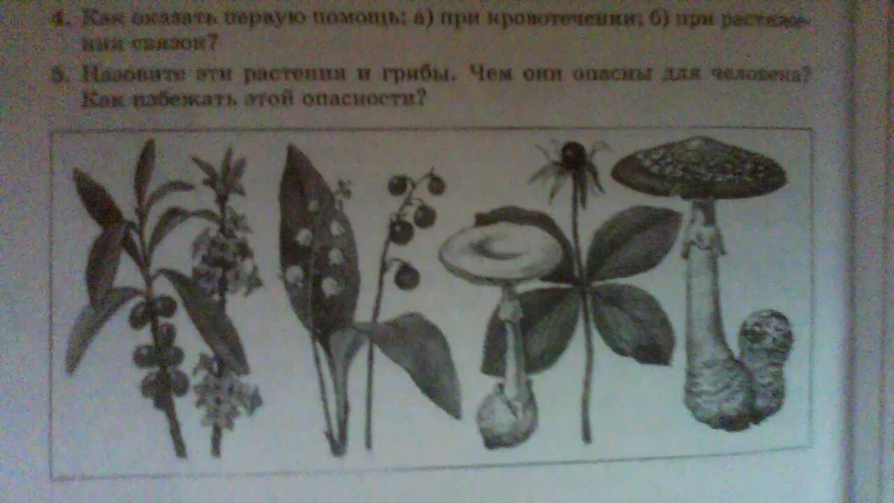 Как называются эти растения грибы и животные