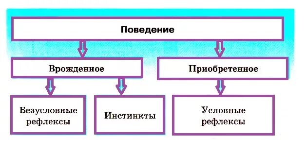 Приобретенные формы поведения человека. Врождённое и приобретённое поведение схема. Рожденные и приобретенные формы поведения. Формы поведения. Врожденное и приобретенное поведение.