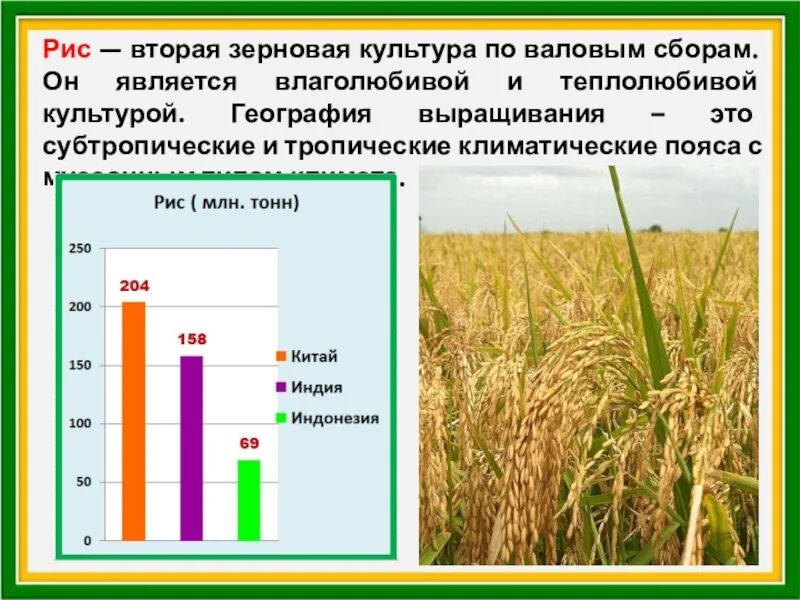 Крупные производители технических культур. Зерновые культуры география. Самые распространенные зерновые культуры. Зерновые культуры России. Зерновые культуры по валовому сбору.