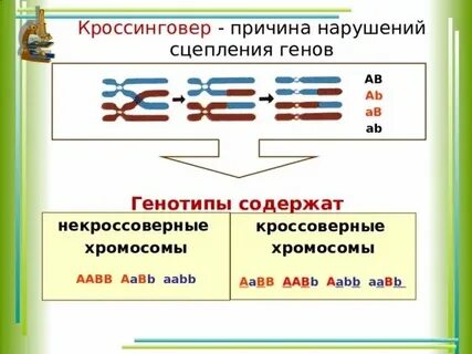 Сцепленное наследование признаков нарушение сцепления