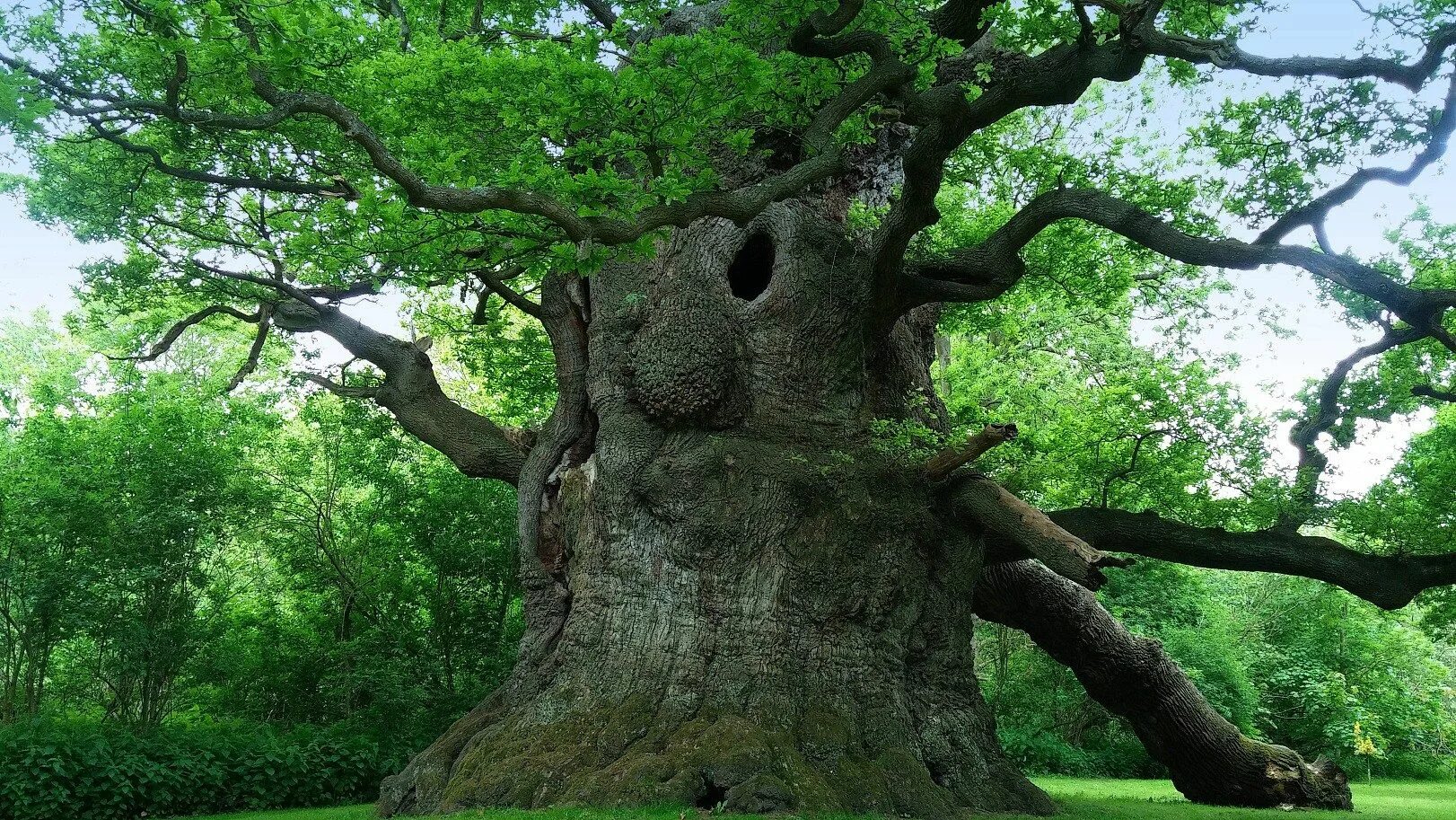 Дерево ис. Дуб Уэльс. Куинингхэми дерево. Дуб дерево.
