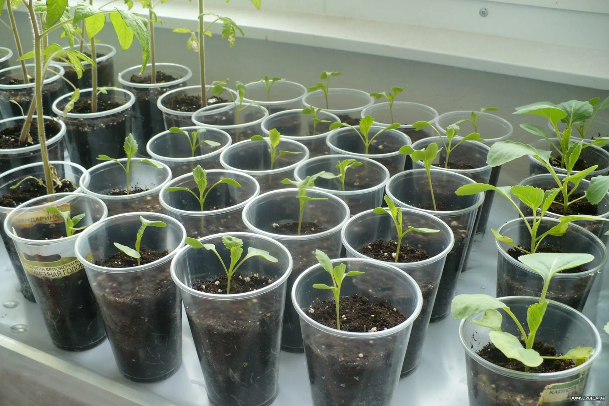 душистый горошек ростки. рассада горошка. всходы душистого горошка. всходы гороха посевного. рассада горошка.