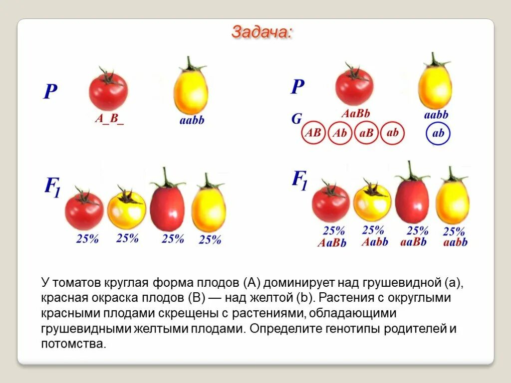 У томатов круглая форма плодов а доминирует над грушевидной а красная. Формы плодов томата. Круглая форма плода томата доминирует. У томатов круглая форма плодов а доминирует.