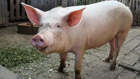 Жуынатын бөлмеде көңіл көтерген лесбиянкалардың порно фотосы