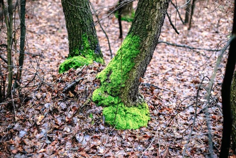 По мху можно определить. Мох на камнях и стволах деревьев. ориентирование в лесу по мху. мох с северной стороны. ориентирование по мхам и лишайникам.