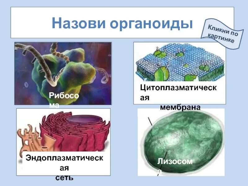 Митохондрии лизосомы функции. Мембрана лизосом. Рибосомы и лизосомы. Цитоплазматическая сеть строение. Строение клетки лизосомы и рибосомы.