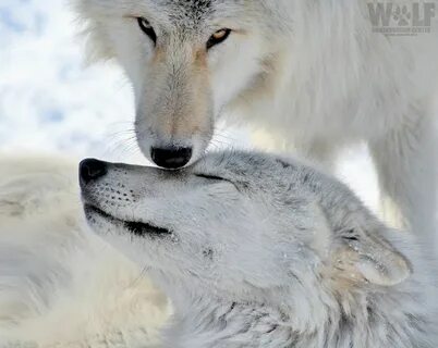 Love wolf