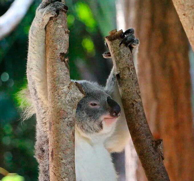 Факты о коалах. Необычные факты о коалах. Куала интересные факты. Факты о животных Куала.