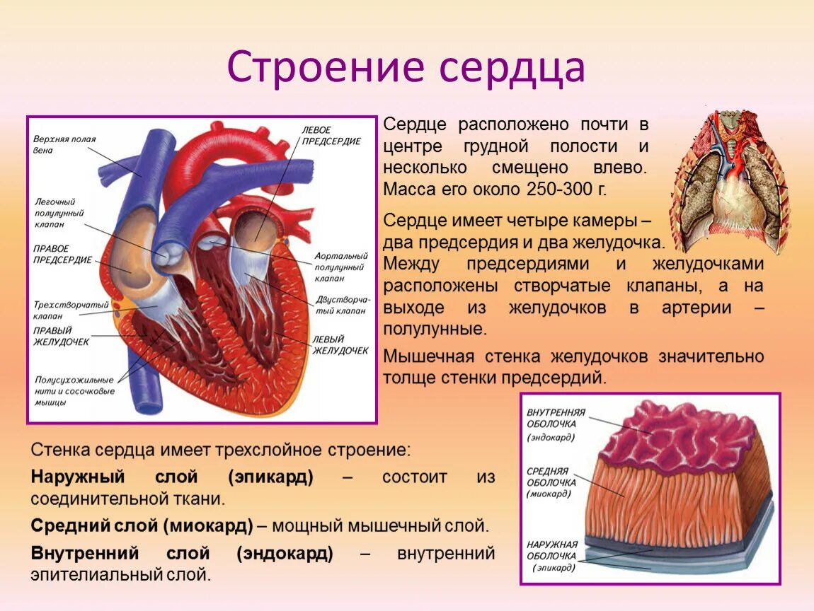 Строение сердца млекопитающих 7 класс биология. Строение сердца млекопитающих. Строение сердца анатомия. Строение сердца млекопитающег. Сердце беспозвоночных