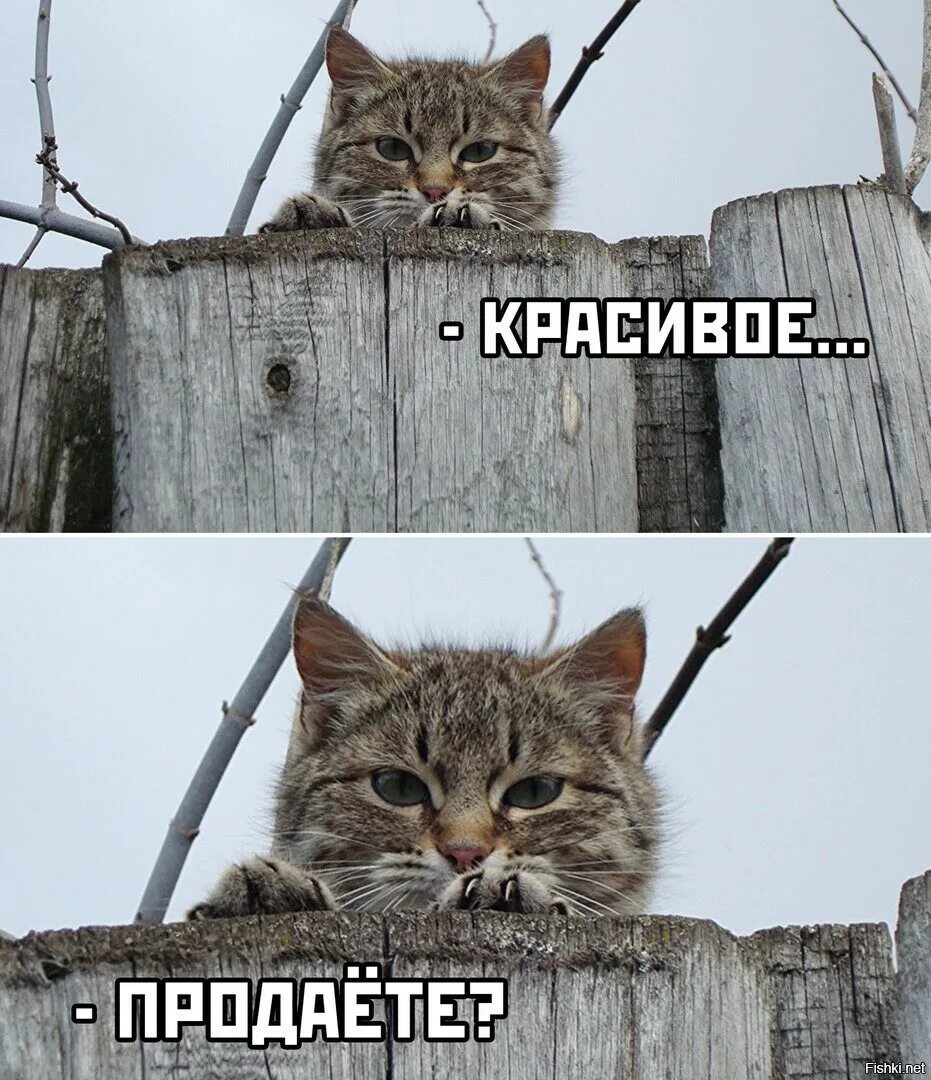 Кот Мем. Мемы с котами красивое. Вы Рыбов продаете Мем про котов.