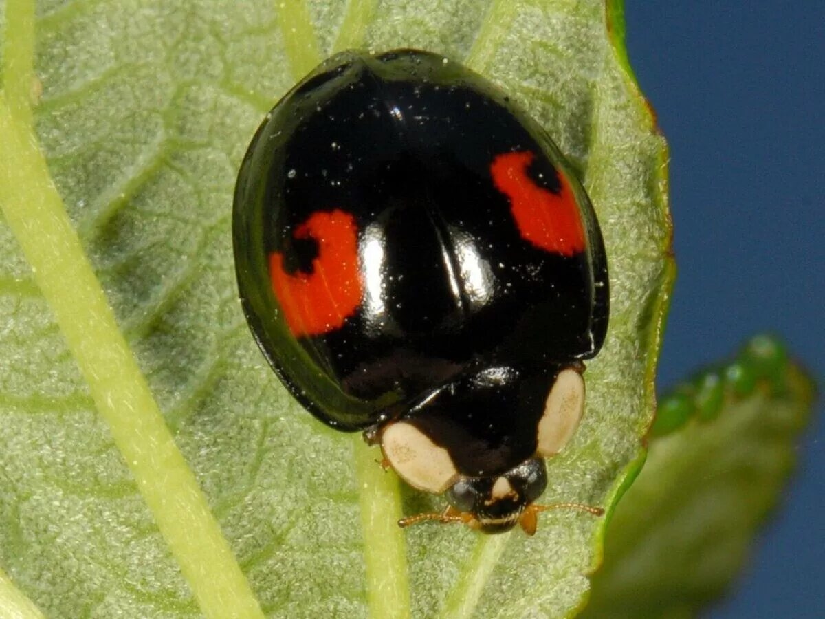 Азиатская Божья коровка (Harmonia axyridis). Черная Божья коровка Арлекин. Жук Арлекин Божья коровка. Божья коровка-Арлекин Harmonia axyridis.